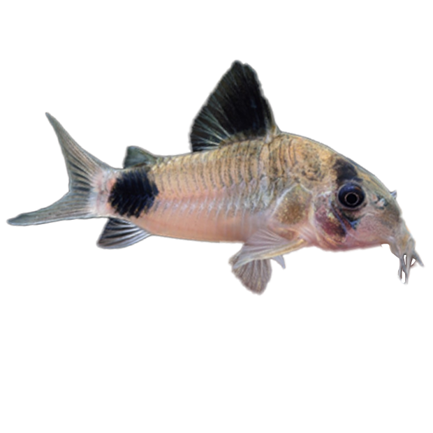Imagem do peixe Coridora Panda